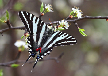 Zebra Swallowtail - Spring form